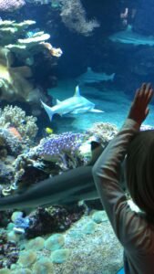 Tropikariet,Helsingborg